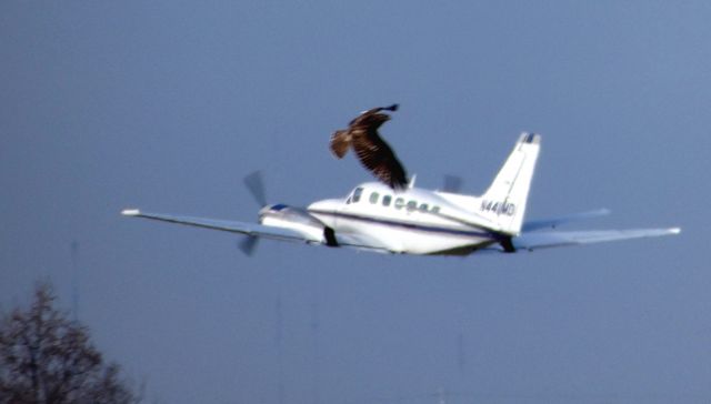 Cessna Conquest 2 (N441MD) - Departing is this 1979 Cessna Conquest II in the Winter of 2018. Beware of hawks and animals in the vicinity of the airport. It may mess up your focus.