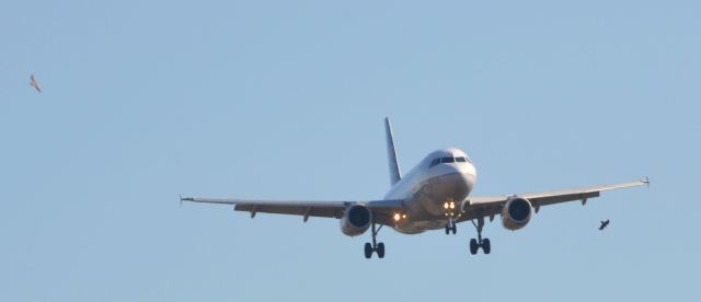 Airbus A319 (N851UA) - Birds watching a short bus coming in 27 at KIAH