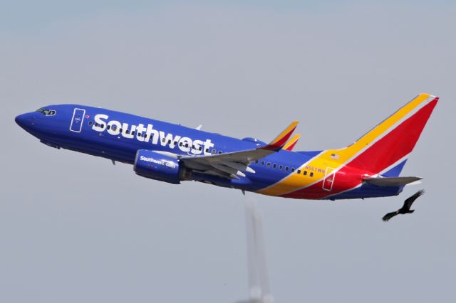 Boeing 737-700 (N567WN) - takes off with a Turkey Vulture flying nearby (this photo is real, there were many vultures flying around the airport. It was just a lucky shot).