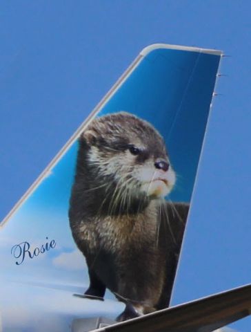 Airbus A320neo (N336FR) - On final is this 2018 Frontier Airlines Airbus 320-251N as "Rosie" the River Otter ponders the tail view from the Winter of 2021.