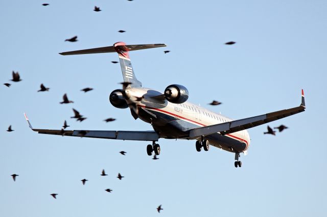 Canadair Regional Jet CRJ-900 (N929LR) - A flock of birds was hanging around the approach path which resulted in this shot.