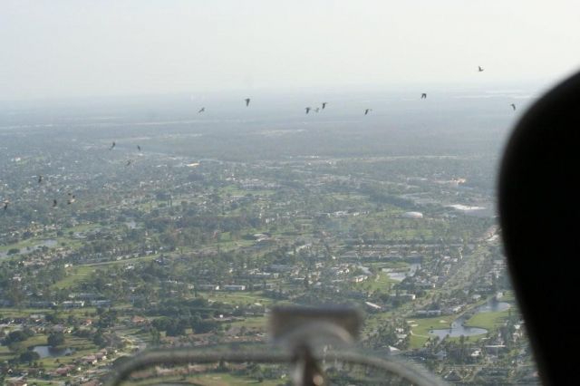 Diamond Star (N867DS) - On decent into Naples FL.  Flock of birds