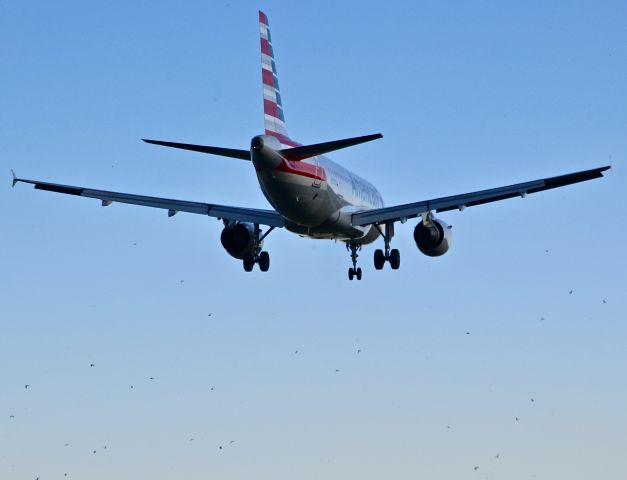 Airbus A319 — - I think that the seagulls in the image here are playing a game in which the purpose is to avoid getting sucked into an airplane engine. Taken from Gravelly Point.