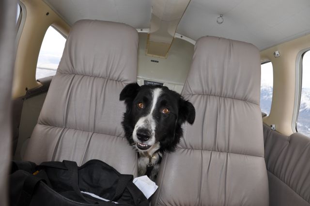 Piper Cherokee Arrow (N3588M) - Pilots-N-Paws,  Flying Pacco to his new home thus he is rescued from euthanasia.