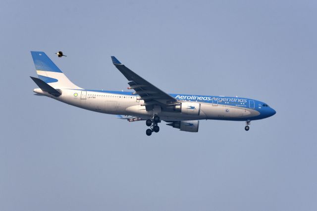 Airbus A330-300 (LV-FVH) - BIG BIRD + SMALL BIRD