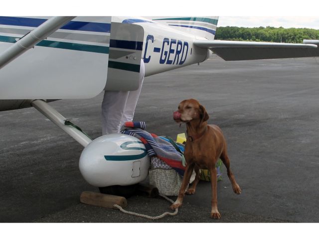 Cessna Skylane (C-GERD) - Skye, the crew dog. 2,000h TT, 1,700h sleeping.