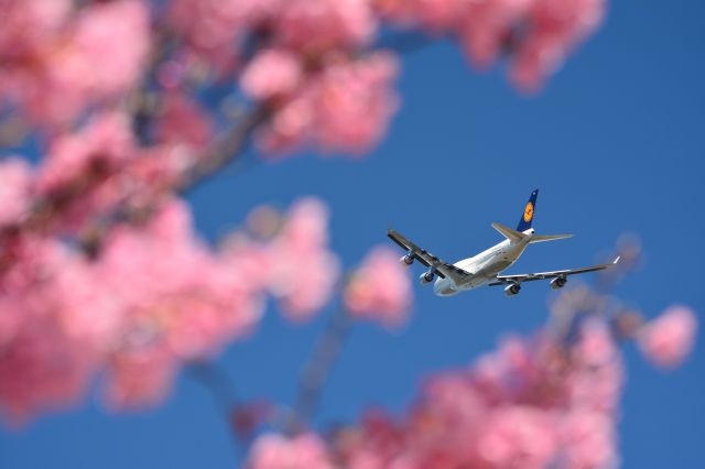 BOEING 747-8 (D-ABVH)