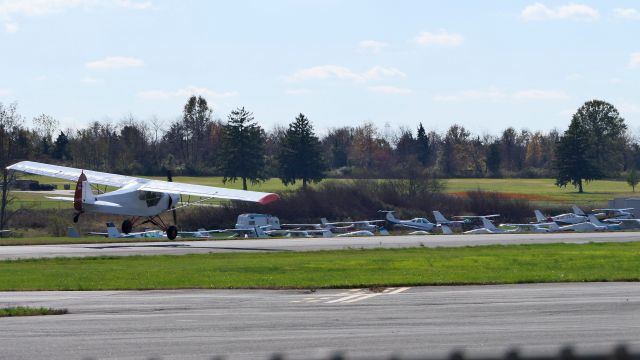 Piper L-21 Super Cub (N8180C)