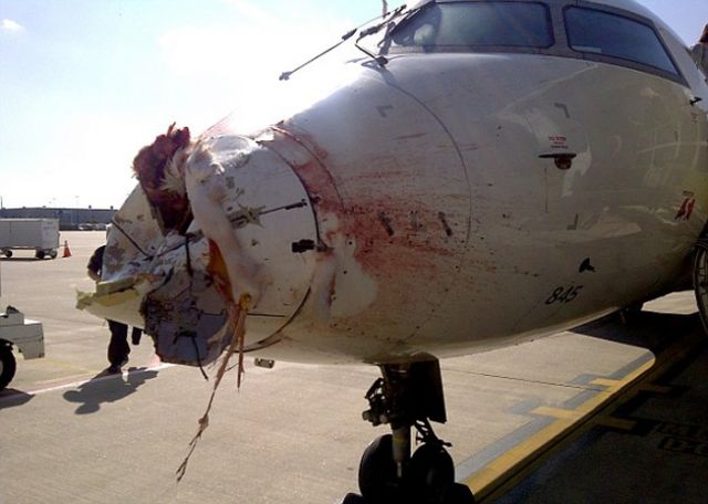 — — - This is a Delta CRJ regional aircraft with severe damage to its nose. A birdstrike occured. Delta Flight 5087.