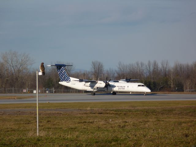 C-GLQP — - a falcon watches a porter taxi onto runway 25 for takeoff.