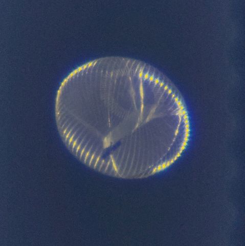 Unknown/Generic Balloon (N252TH) - Imaged from Livermore CA during close approach.