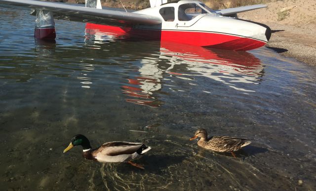 LAKE LA-200 (N7615L) - Three water birds, Lake Havasu, 2017