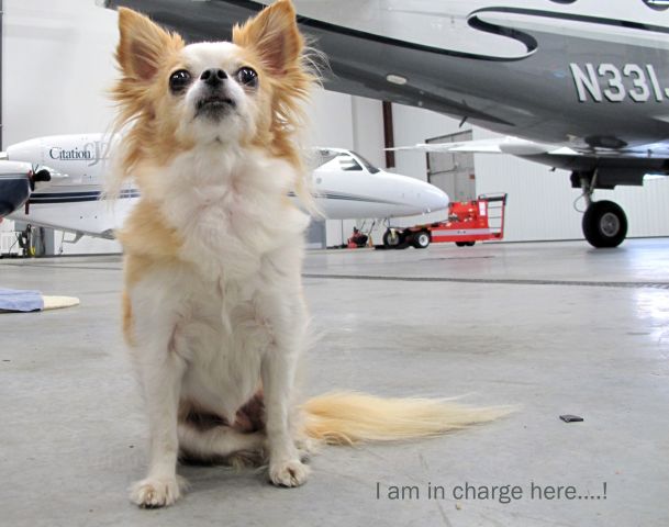 Beechcraft King Air 90 (N331JP) - RELIANT AIRs guard dog. RELIANT AIR has the lowest fuel price on the Danbury (KDXR) airport.