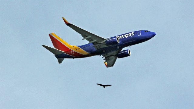 Boeing 737-700 (N7820L) - SWA 669 BWI-BNA on approach to Nashville flies by one of it's feathered friends. Gallatin, Tn.