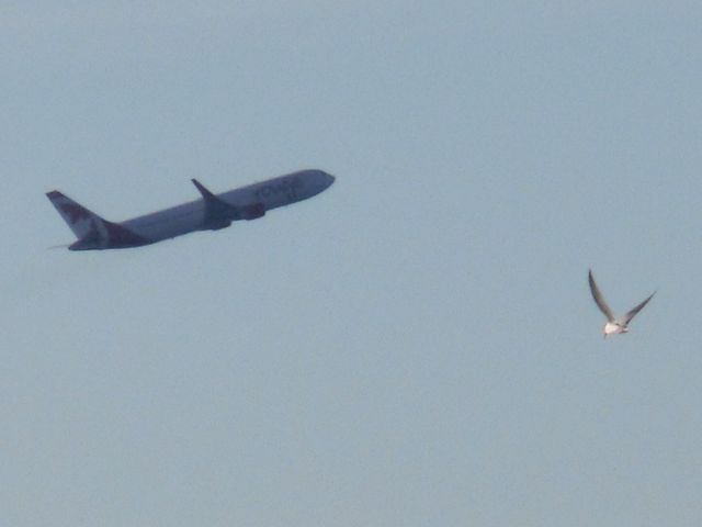 CFМWU — - 対岸から。br /メラメラですみません(-_-;)br /飛行機と鳥(^-^)