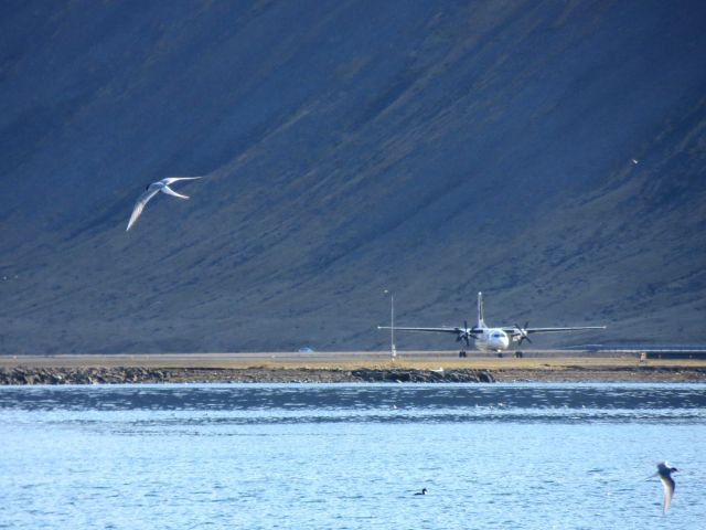 Fokker Maritime Enforcer (TF-JMM) - TF-JMM, a Flugfelag Islands Fokker 50, in preparation for take-off amidst extensive bird activity (I challenge you to spot all of them) - Isafjordur (BIIS) - May 2012