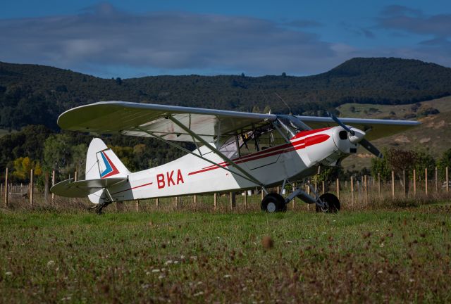 Piper L-21 Super Cub (ZK-BKA)