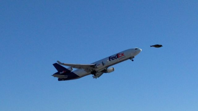 Boeing MD-11 — - Departing McDonnell-Douglas MD-11 and a bird.