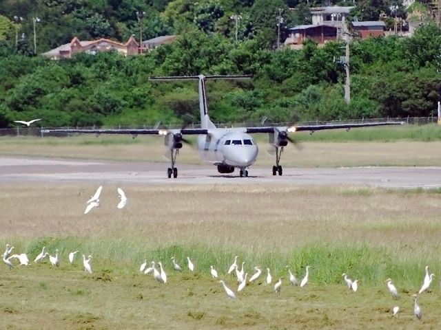 de Havilland Dash 8-300 (N806MR) - Homeland Security at Ponce Mercedita with Dash 8