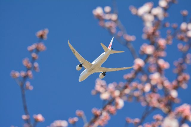 Boeing 787-8 (JA821J)