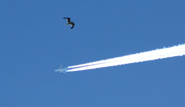 — — - One of many different types it could be, estimated at 30,000 Headed in a South Eastern direction. the contrail caught my eye, the bird joined the frame .. in honor of the Wright Brothers.. I title this "An Idea for Flight"