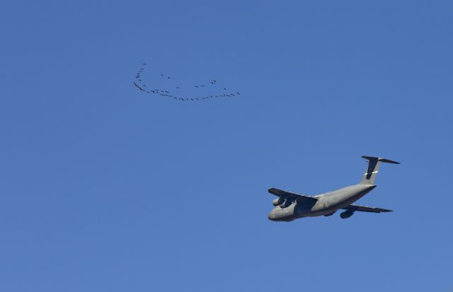 LOCKHEED C-5 Super Galaxy — - C-5 doing practice approaches with a flock of geese escort!