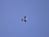N308BC thumbnail