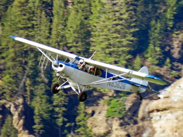 Piper L-21 Super Cub (N83626) - The airplane was flying in circles over the bison herd in the Lamar Valley of Yellowstone National Park.