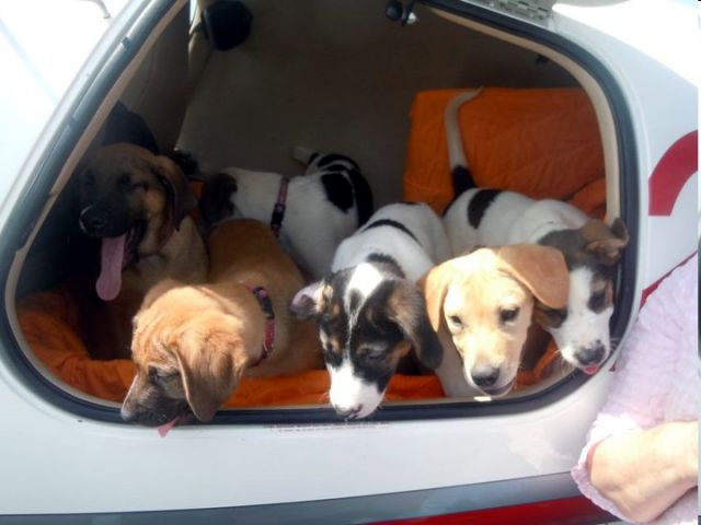 Cessna 400 (N2522F) - Puppies getting ready to take a  Pilot N Paws flight from NC t(KTDF) to Wings Field (KLOM) in NW Philly area.