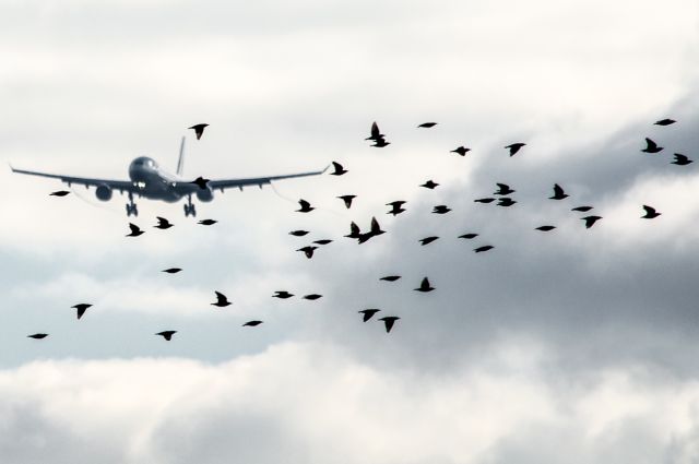 Airbus A330-300 (C-GHKR)