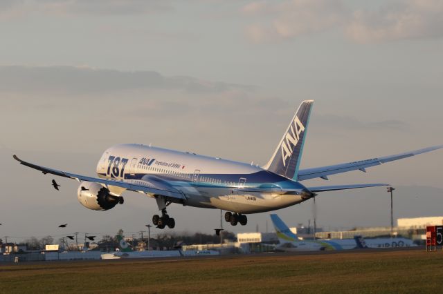 Boeing 787-8 (JA818A) - 01 November 2015:HKD-HND.