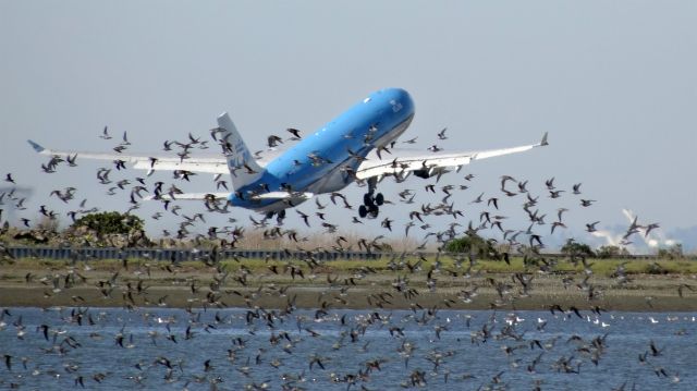 Airbus A330-200 (PH-AOL) - PH-AOL, 7.1 Yearsbr /Airbus A330-200 (twin-jet) (A332/Q）br /KLM Royal Dutch Airlinesbr /06-Mar-2015 A332/L San Francisco Intl (KSFO) Amsterdam Schiphol (EHAM / AMS) 15:30 PST 10:23 CET (+1) 9:53