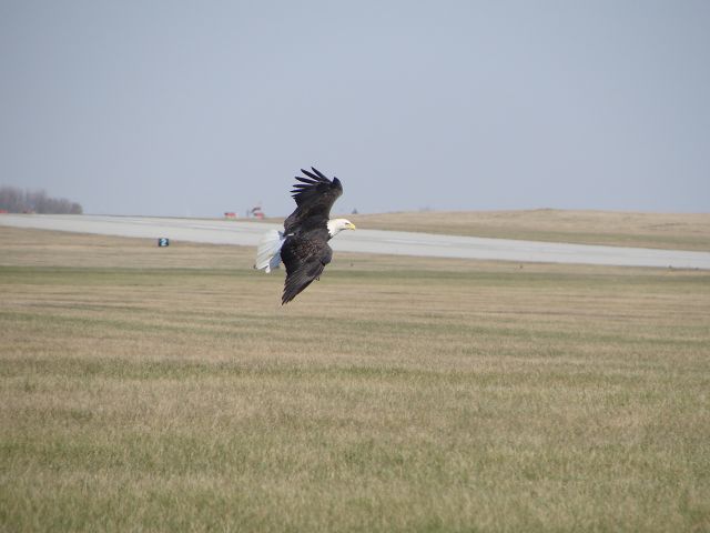 — — - Bald eagle soaring at MCW