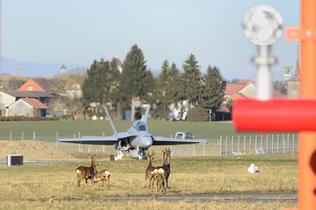 McDonnell Douglas FA-18 Hornet (J5233) - Deers on the Runway