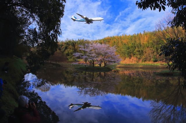 BOEING 747-8 (B-LJA) - New CX cargo and cherry blossom tree scene was appeared in the waterside village of NRT.