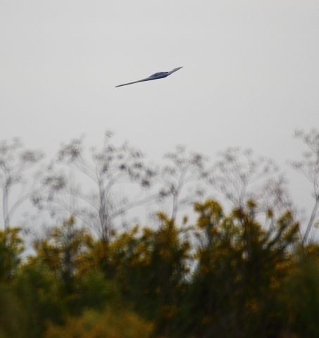 — — - B-2 Spirit of Illinois