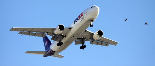 Airbus A300F4-600 (N680FE) - Birds competing for air space with FedEx on final 30L,  07-06-2015