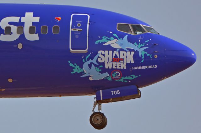 Boeing 737-700 (N705SW) - Southwest Boeing 737-7H4(W) N705SW Shark Week Hammerhead at Phoenix Sky Harbor on August 9, 2018. 