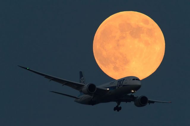 Boeing 787-8 (JA809A) - with Blue Moon