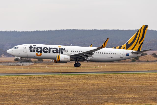 Boeing 737-800 (VH-VOY) - Tigerair Australia (VH-VOY) Boeing 737-8FE(WL) landing at Canberra Airport.