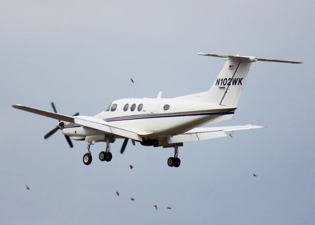 Beechcraft King Air 90 (N102WK) - At Shreveport Regional. 1980 Beech F90 King Air. My first BIRD STRIKE! I saw the bird on the bottom fall to the ground. This is almost directly over the localizer on Runway 32. 