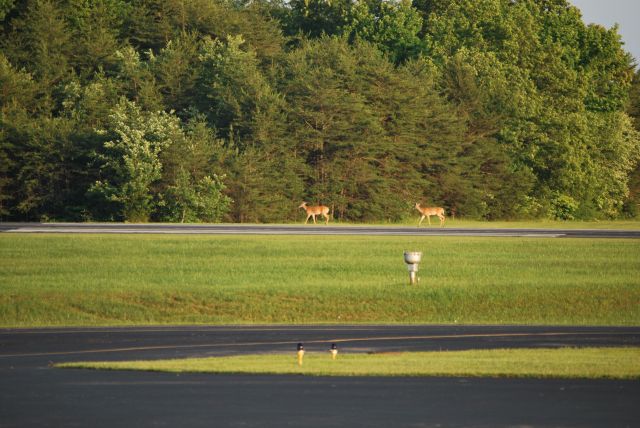 — — - Deer formation taking off from 26 at Crossville, TN.