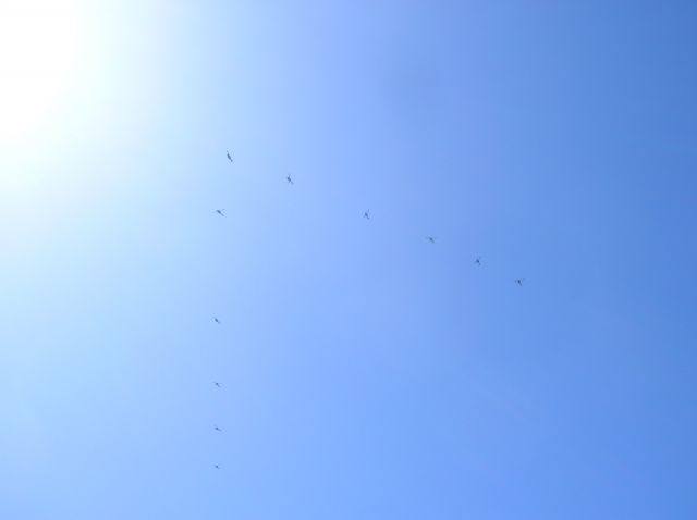 Bell UH-1V Iroquois — - Flight of 11 helicopters in formation. Near Camp Pendleton, California. I don't know the type, UH-1, most likely.