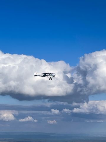 Piper L-21 Super Cub (D-EFZI) - Piper Cub up in the air