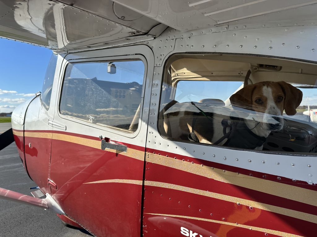 Cessna Skylane (N6453H) - Hound mix “Montana” looking outside after a the last leg of a Pilots and Paws transport. 