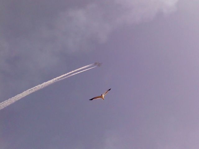 — — - USAF Thunderbirds flying in formation (with a seagull) over the beach at the Atlantic City Airshow 09