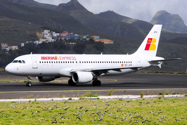 Airbus A320 (EC-JFH) - Tenerife North Airport, 01/11/2014br /INVASION OF BIRDS IN THE AIRPORT OF TENERIFE NORTH