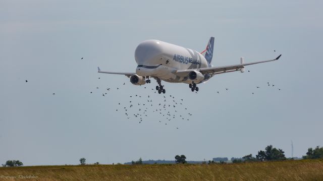 AIRBUS A-330-700 Beluga XL (F-WBXL)