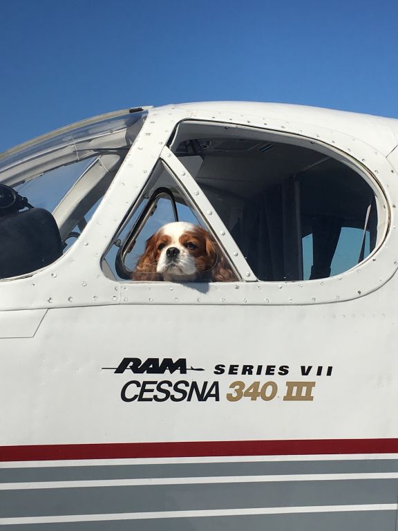 Cessna 340 (N60DM) - My trusty co-pilot, Amy. 